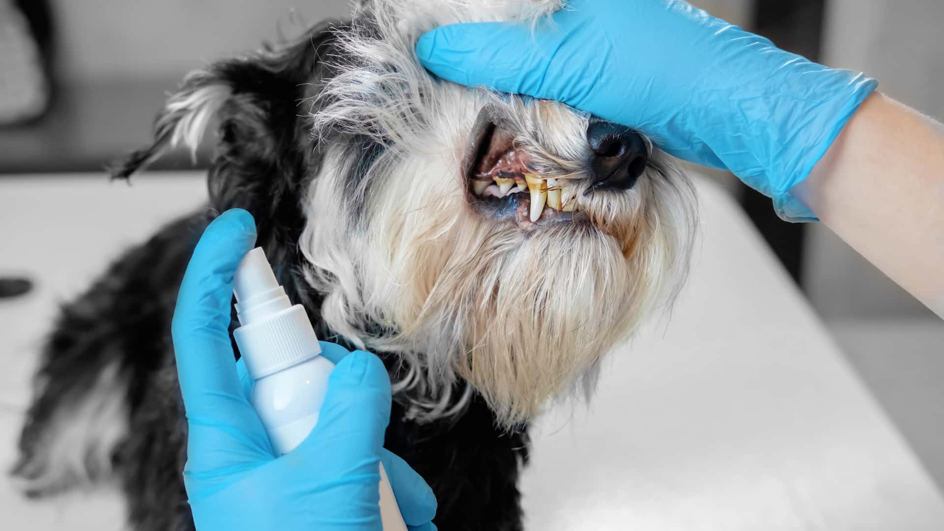 בעיות שיניים אצל כלבים