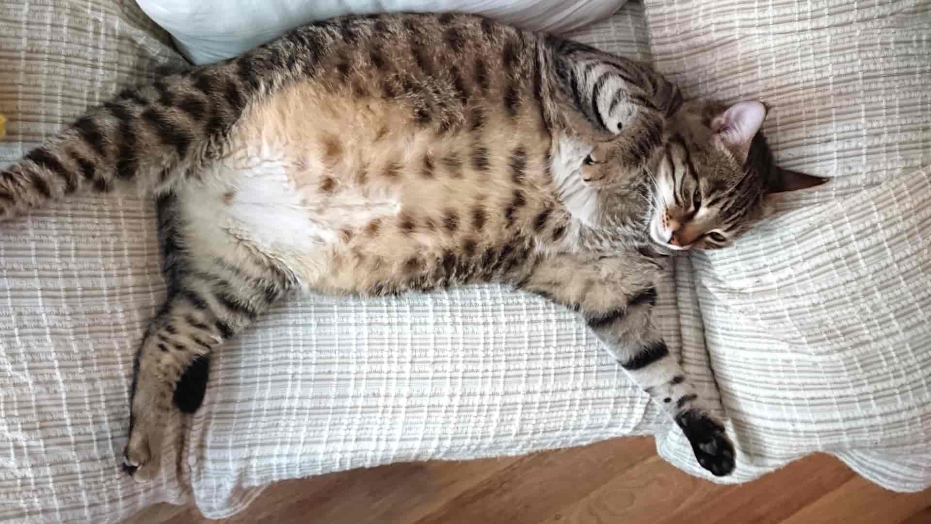 השמנה בחתולים