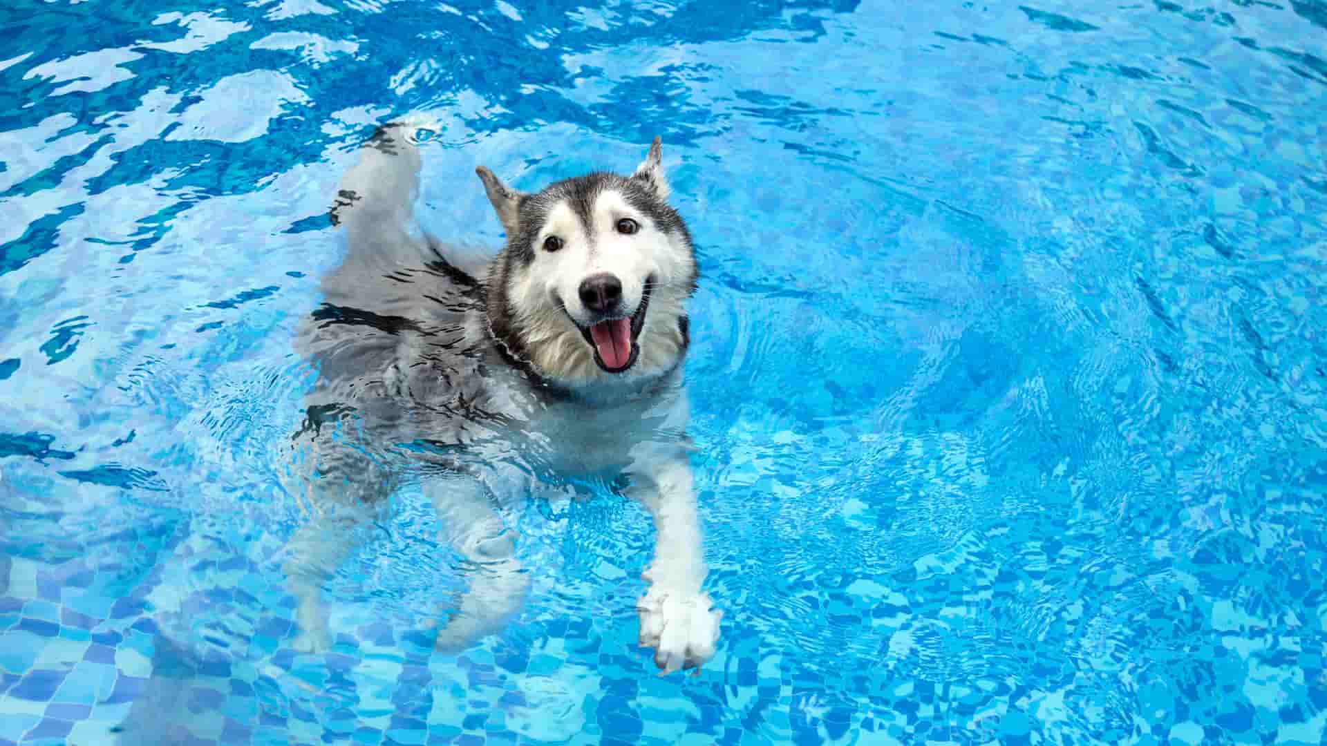 כלב שוחה בבריכה