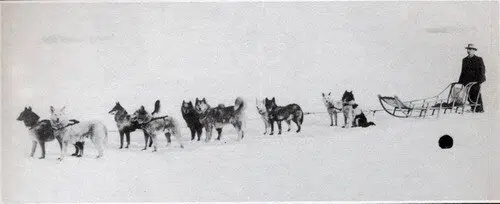 כלבי מזחלת האסקי סיבירי ברוסיה 