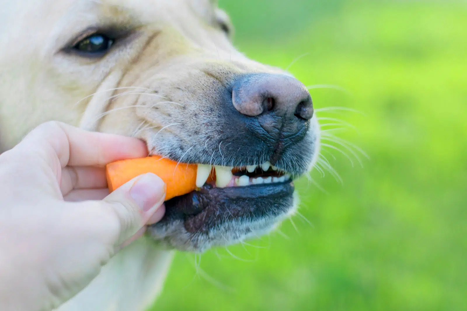 dogwithcarrot