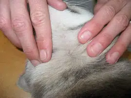 בדיקת עור לחיפוש טפילים בחתול
