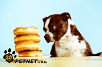 מזון לא מבושל לכלבים – האם מותר?