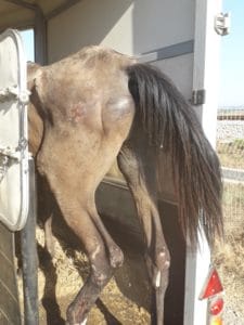 סוס במצב קשה מופנה לטיפול