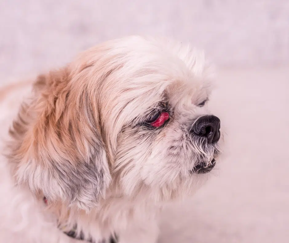 בעיות בעיניים לכלבים עין הדובדבן