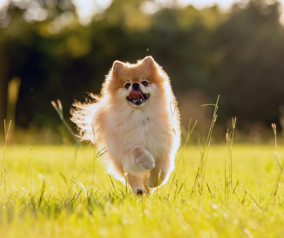 כלב רץ ושמח