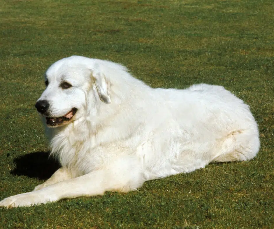 כלב פירנאי ההרים לבן