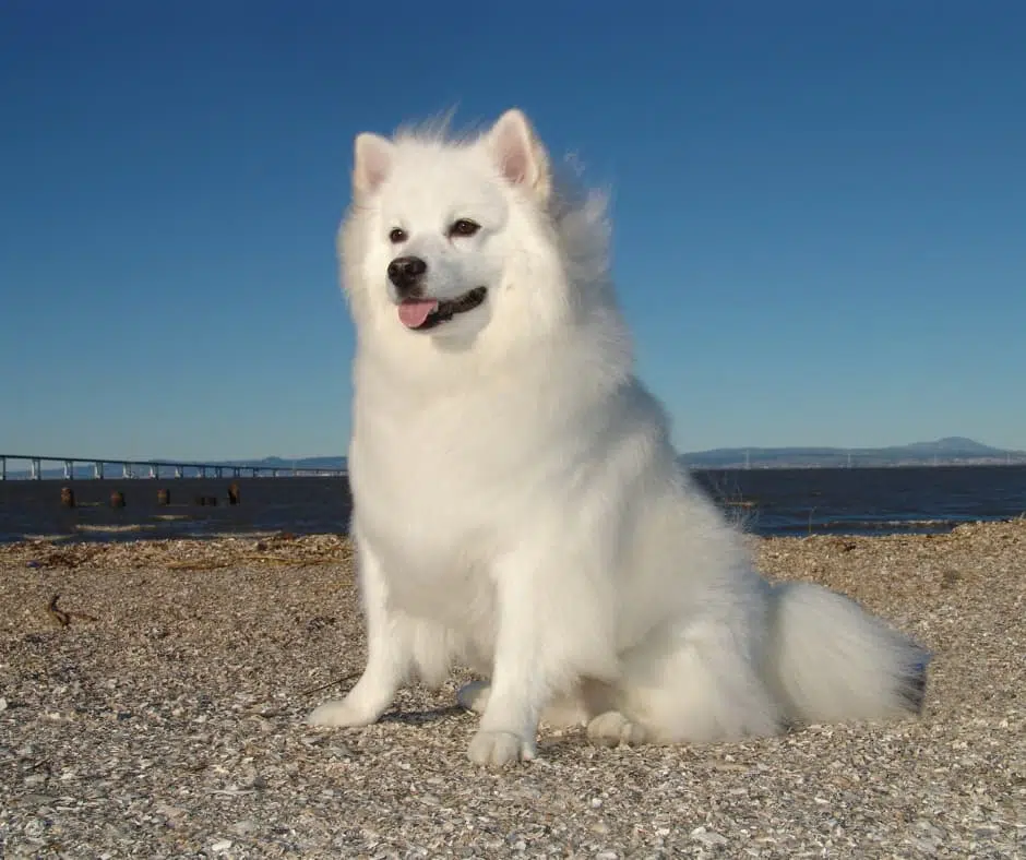 כלב אסקימו אמריקאי לבן 