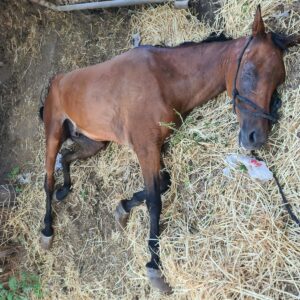 <strong>מפקחי משרד החקלאות הצילו את חייו של סוס שהוזנח באזור השרון</strong>