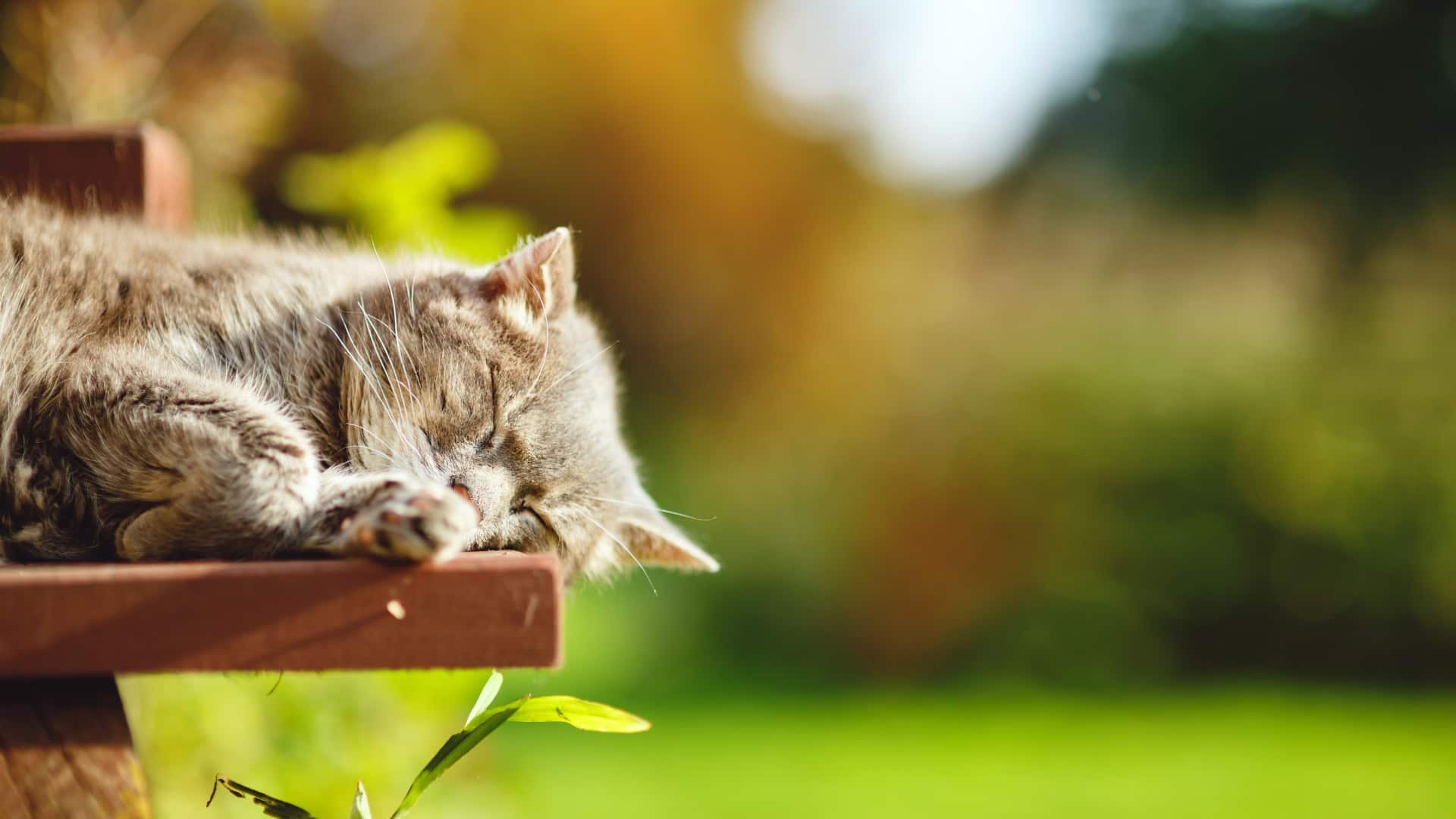 עייפות אצל חתולים